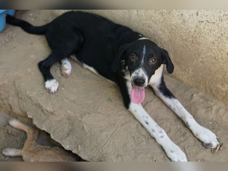 Piko, geb. ca. 01/2025, lebt in GRIECHENLAND, auf einer privaten Pflegestelle