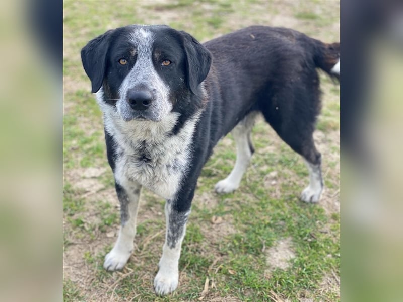 Malik, geb. ca.02/2022, lebt in GRIECHENLAND, im städt. Tierheim Serres