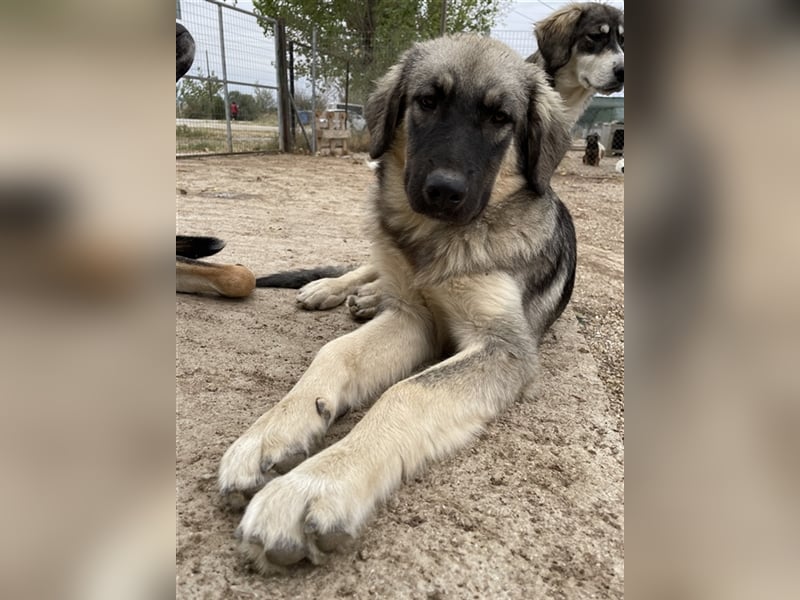 Hagan, geb. ca. 03/2023, lebt in GRIECHENLAND, im städt. Tierheim Serres