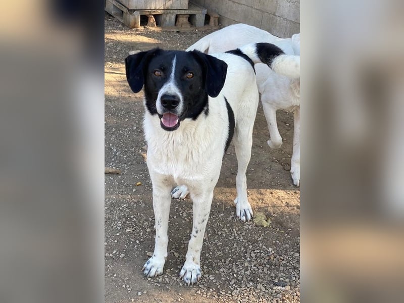 Grecco, geb. ca. 11/2022, lebt in GRIECHENLAND, im städt. Tierheim Serres