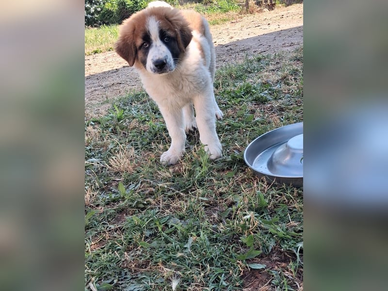 Souveräner Leonidas sucht sein Zuhause