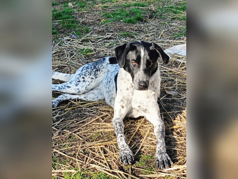 Zarte Pointermix Hündin Aira hofft auf ein Weihnachtswunder