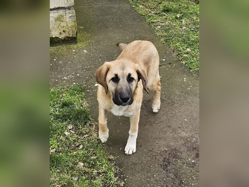 Hübsche Mischlingshündin Brownie