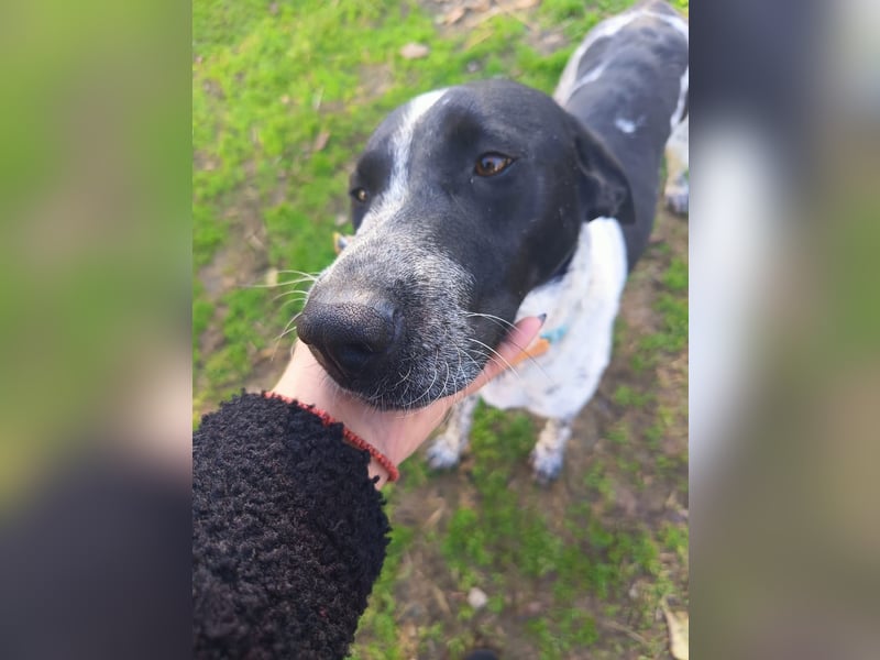 Zarte Pointermix Hündin Aira hofft auf ein Weihnachtswunder