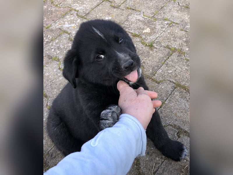 Pfiffikus Joey sucht seine Familie
