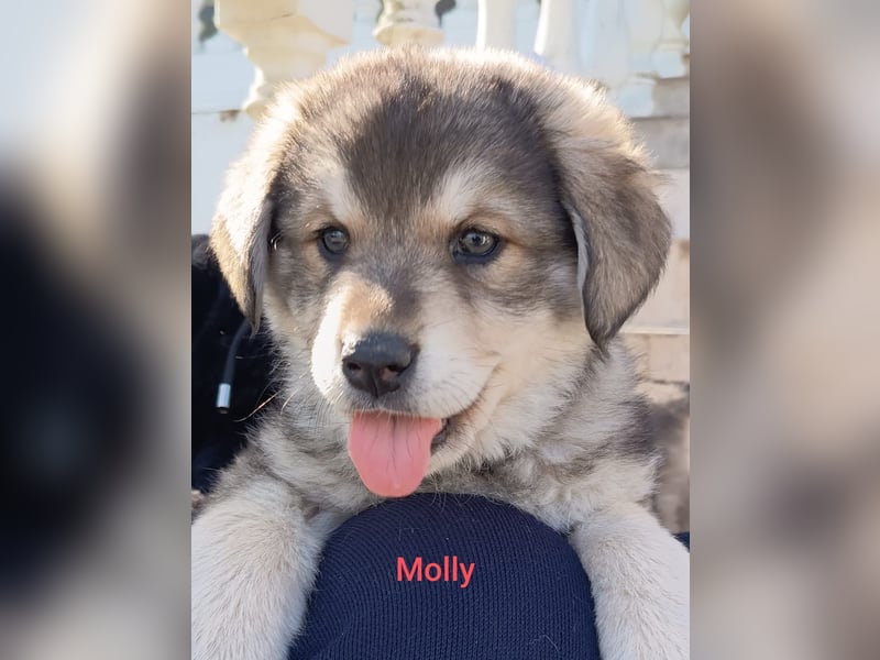 Fröhliche Knutschkugel Molly