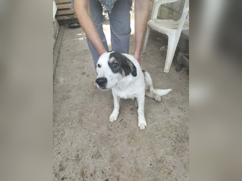 Menschenbezogene Voula sucht ihre Familie