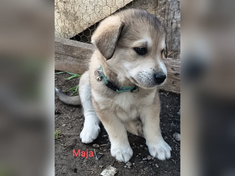 Volle Lebensfreude auf 4 Pfoten - Maya