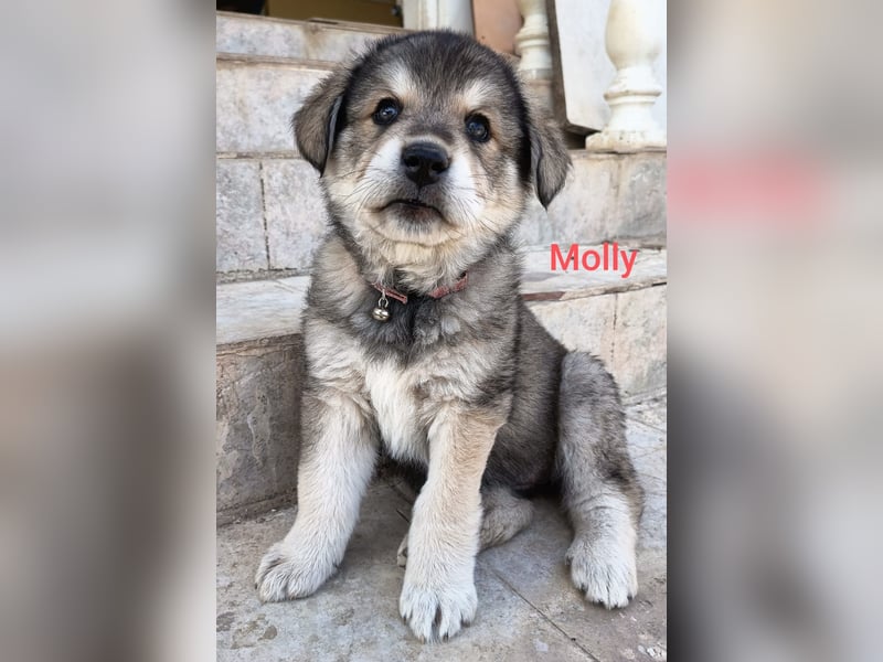 Fröhliche Knutschkugel Molly