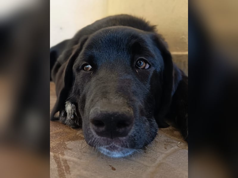 Black Luna - bezaubernder Mix sucht liebevolles Zuhause