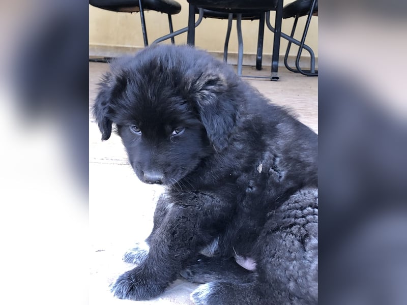 Ross - Rund und gemütlich sucht seine Familie