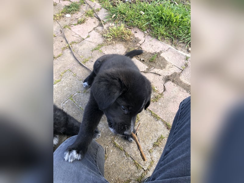 Pfiffikus Joey sucht seine Familie