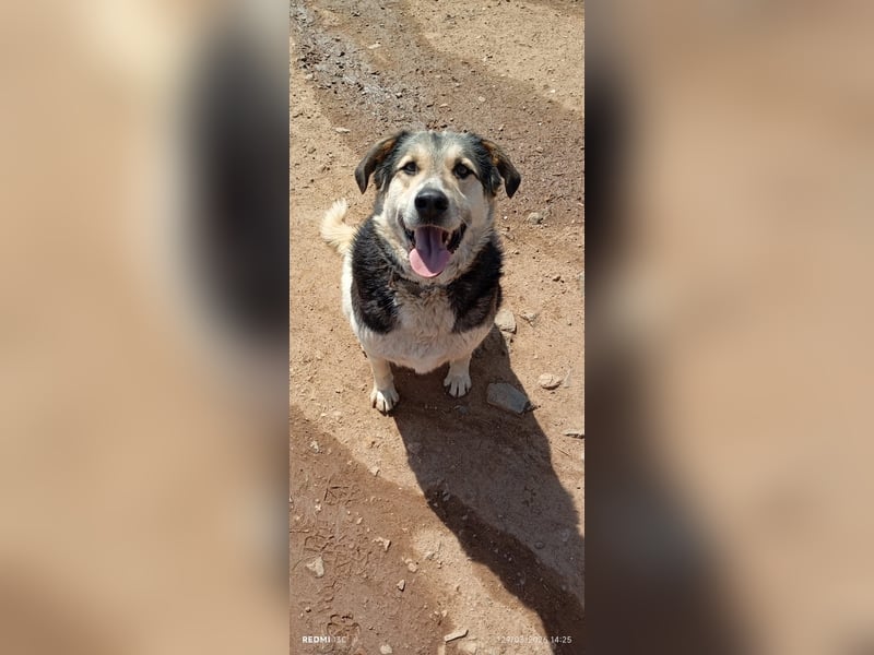 Sami - ein wunderbar liebevoller Hund sucht eine Familie