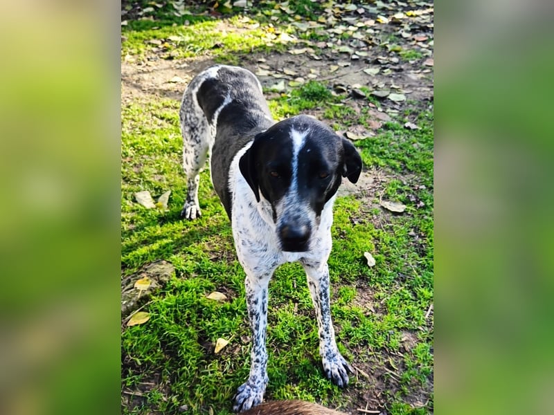 Zarte Pointermix Hündin Aira hofft auf ein Weihnachtswunder