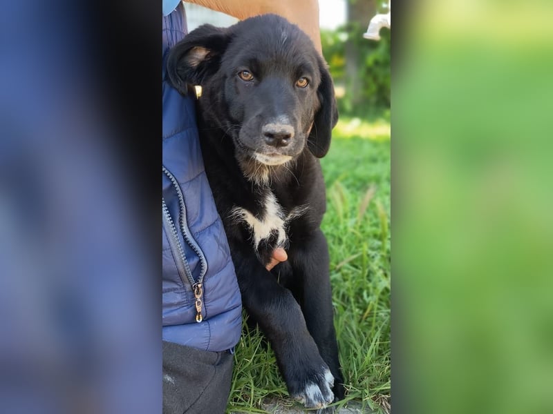 Black Luna - bezaubernder Mix sucht liebevolles Zuhause