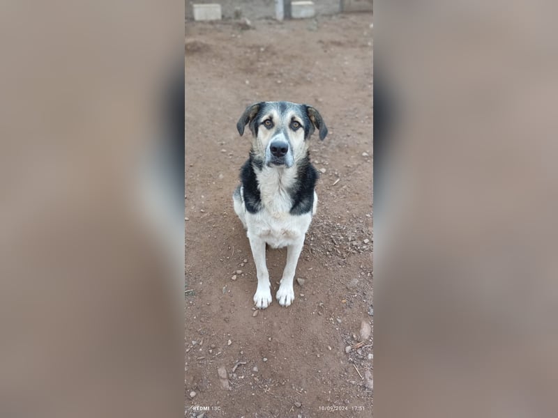 Sami - ein wunderbar liebevoller Hund sucht eine Familie