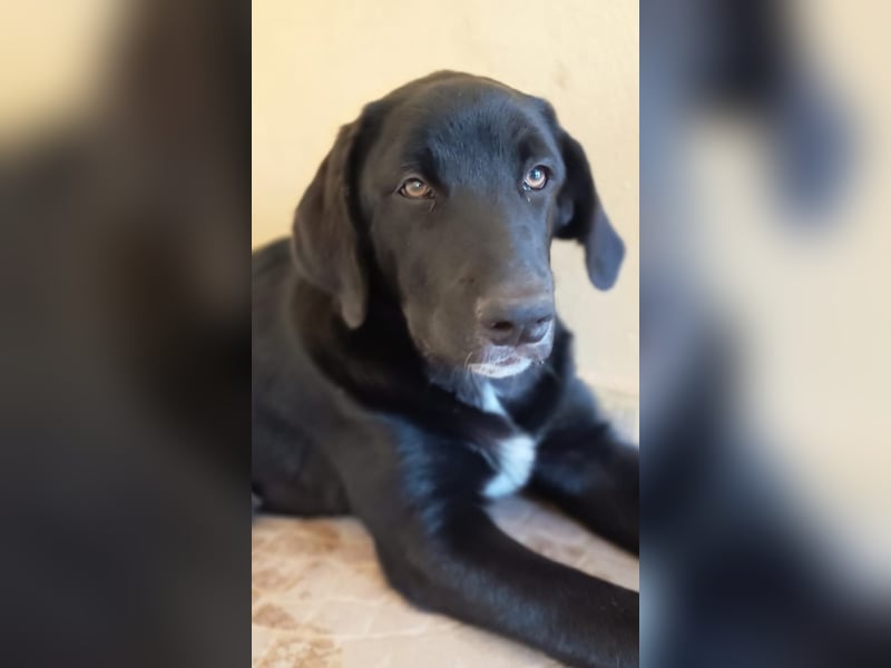 Black Luna - bezaubernder Mix sucht liebevolles Zuhause