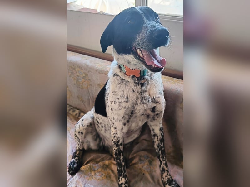 Zarte Pointermix Hündin Aira hofft auf ein Weihnachtswunder