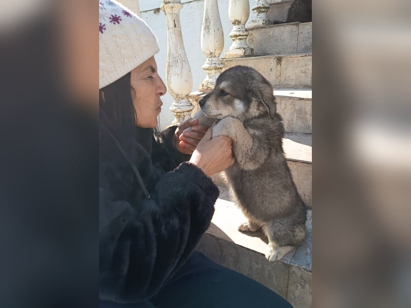Fröhliche Knutschkugel Molly