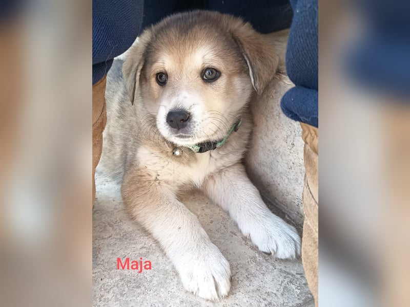 Volle Lebensfreude auf 4 Pfoten - Maya