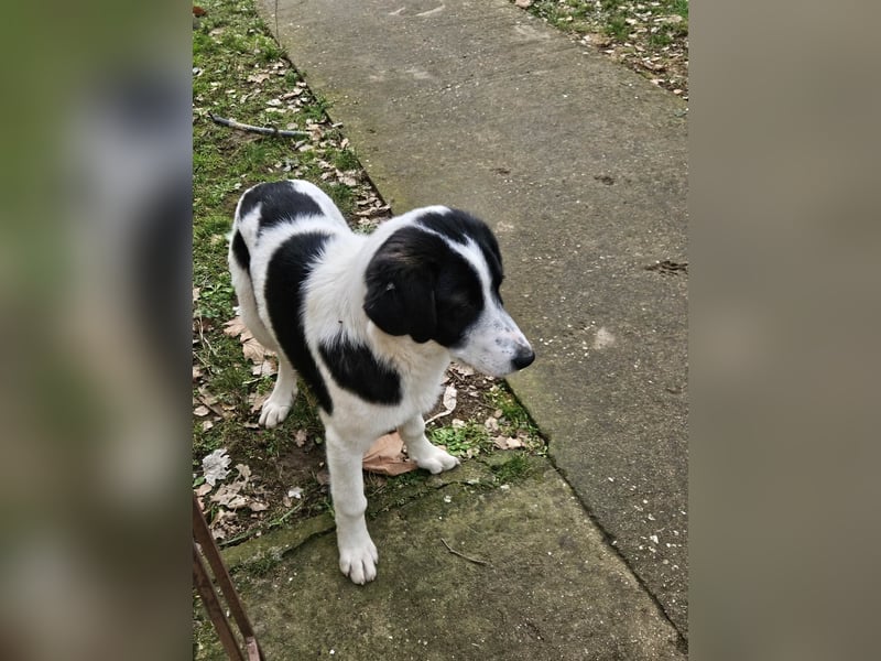 White - fröhlicher Mix sucht sein Zuhause
