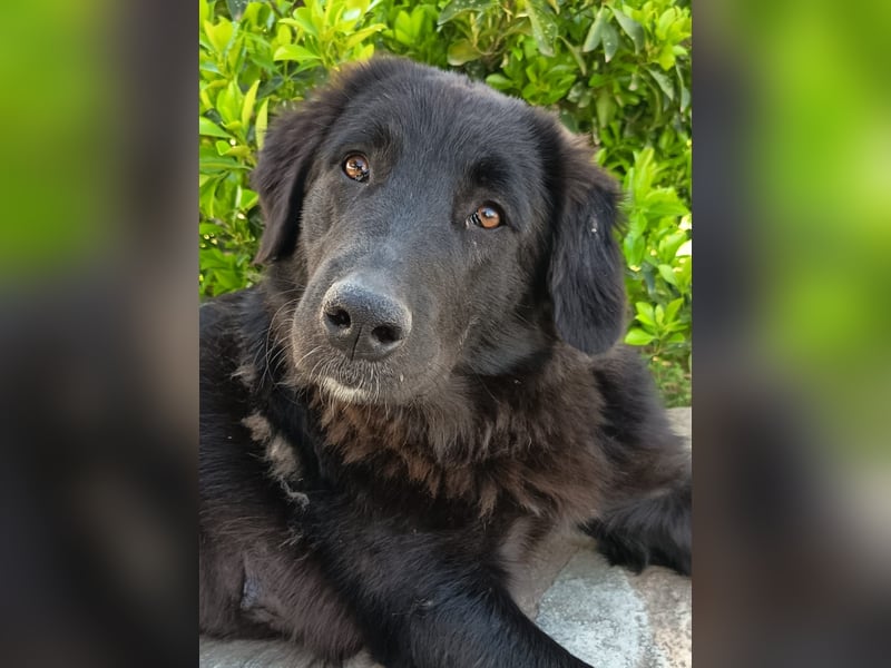 Maddy - black and beautiful