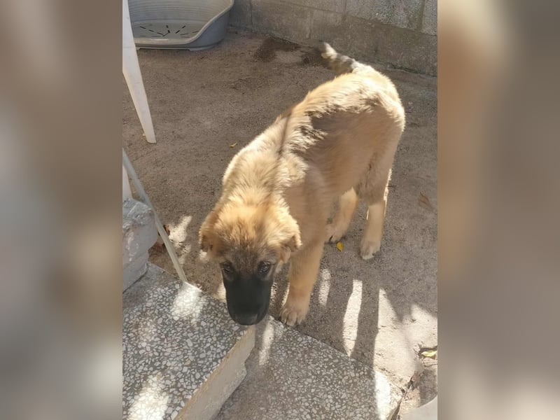 George der gechillte Mischlingsjunge