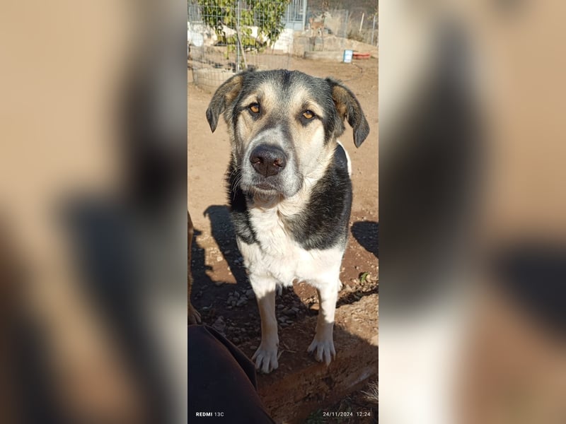 Sami - ein wunderbar liebevoller Hund sucht eine Familie