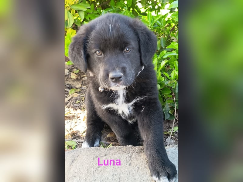 Black Luna - bezaubernder Mix sucht liebevolles Zuhause