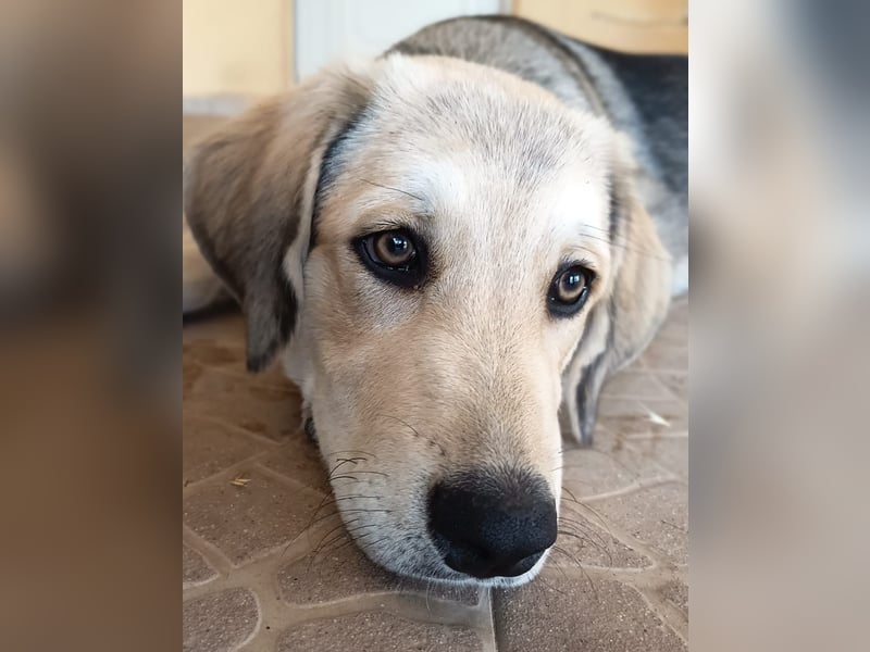 Fröhliche Knutschkugel Molly