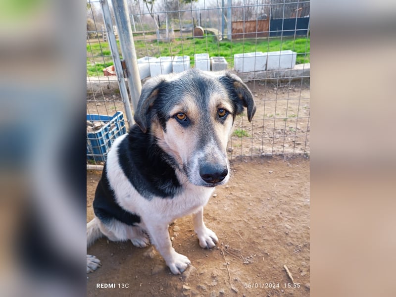 Sami - ein wunderbar liebevoller Hund sucht eine Familie
