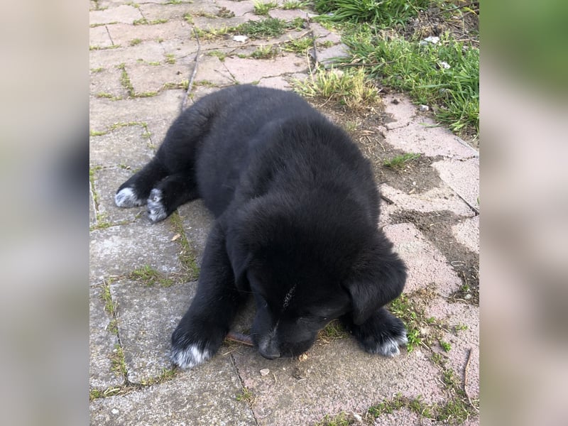 Pfiffikus Joey sucht seine Familie