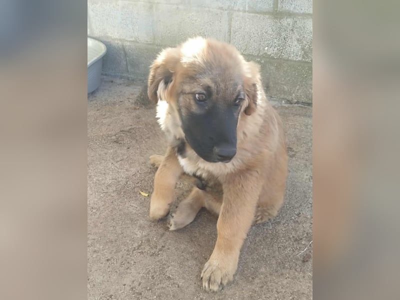 George der gechillte Mischlingsjunge