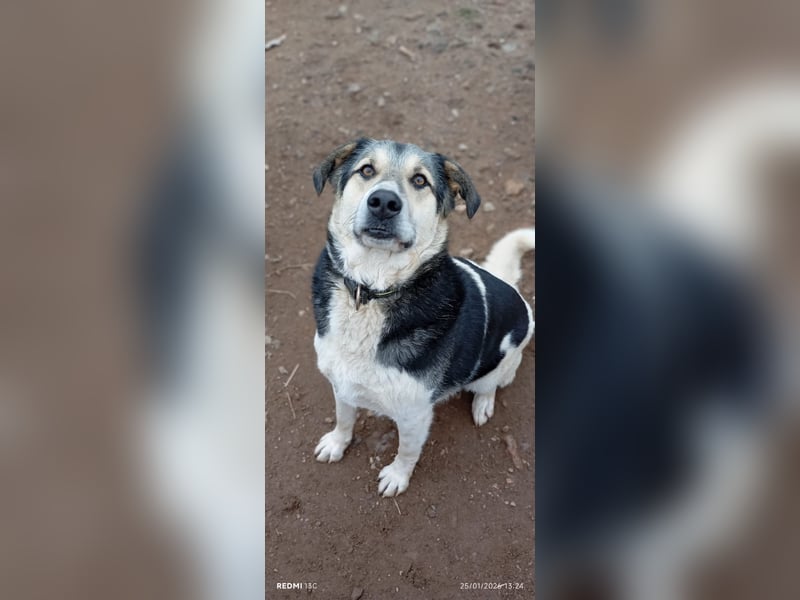 Sami - ein wunderbar liebevoller Hund sucht eine Familie