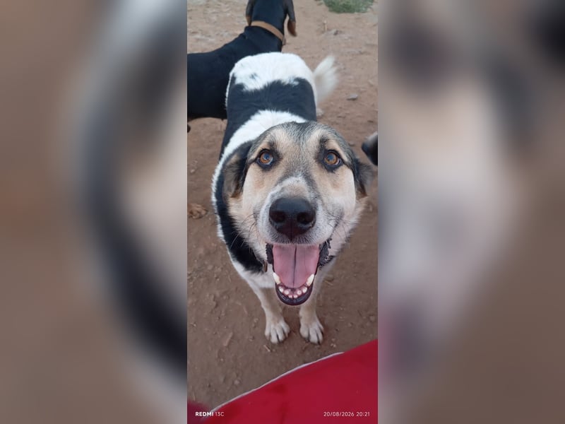 Sami - ein wunderbar liebevoller Hund sucht eine Familie