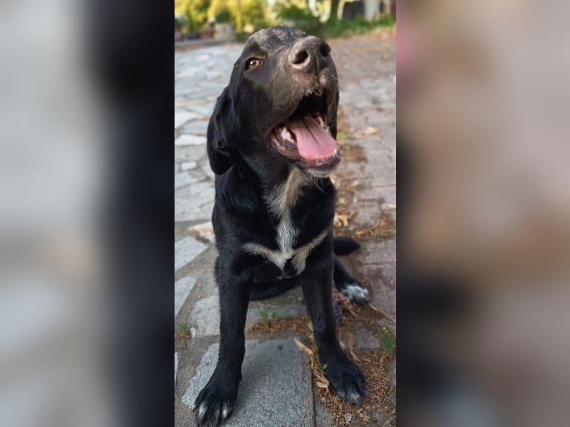 Black Luna - bezaubernder Mix sucht liebevolles Zuhause