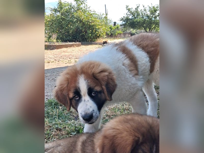 Souveräner Leonidas sucht sein Zuhause