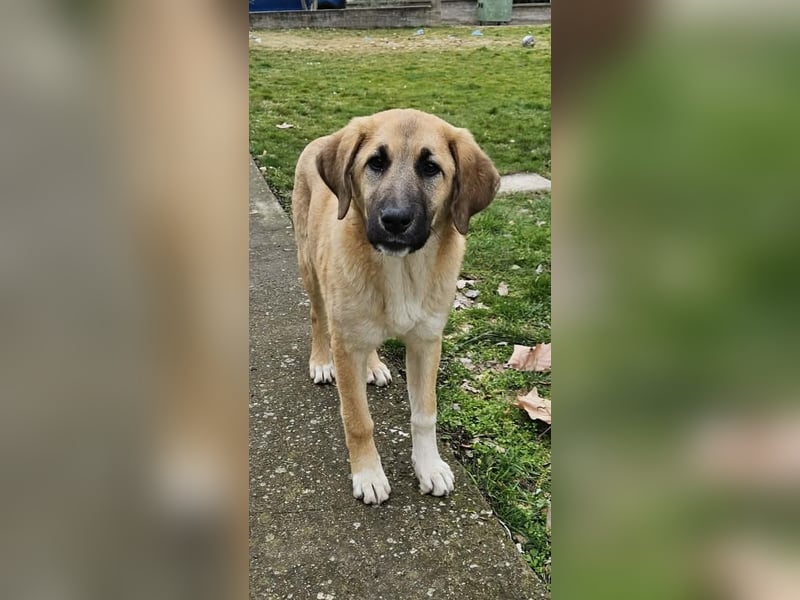 Hübsche Mischlingshündin Brownie