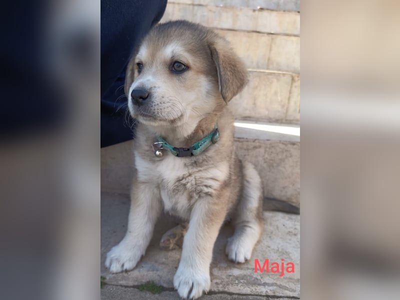 Volle Lebensfreude auf 4 Pfoten - Maya