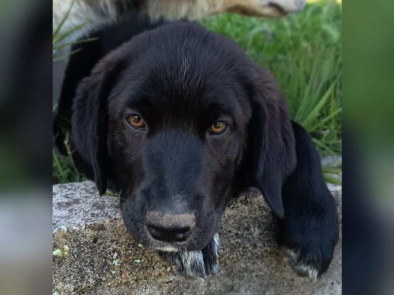 Black Luna - bezaubernder Mix sucht liebevolles Zuhause