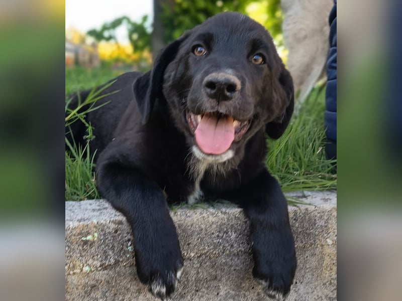 Black Luna - bezaubernder Mix sucht liebevolles Zuhause