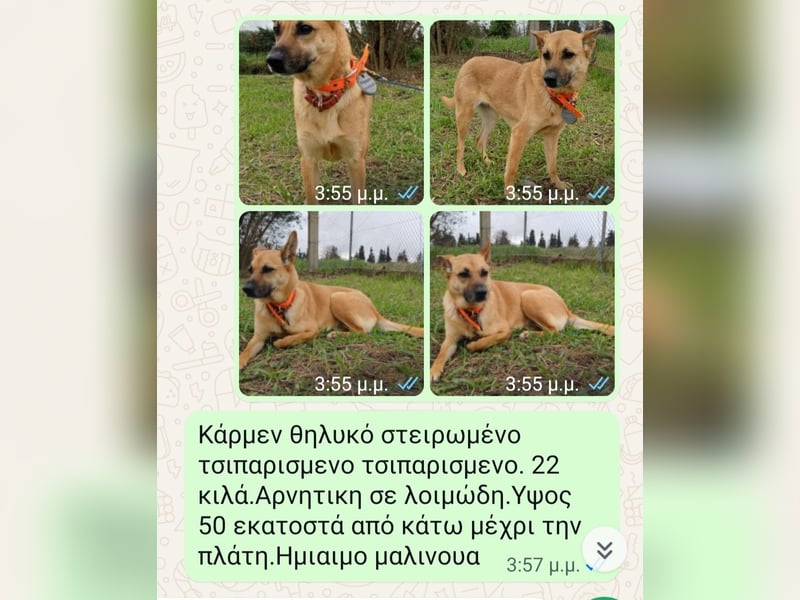 Wanda - wartet auf ihre zweite Chance