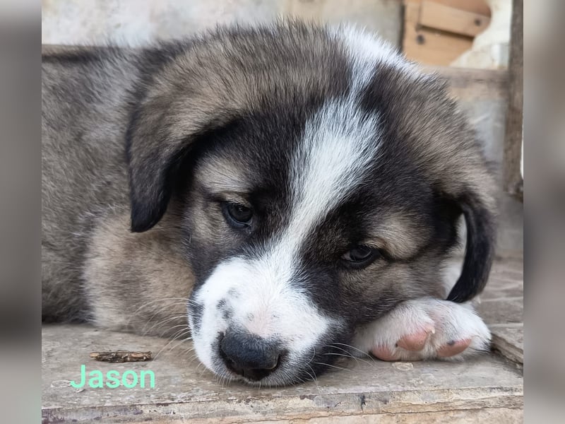 Jason - griechischer Mix sucht liebevolles Zuhause