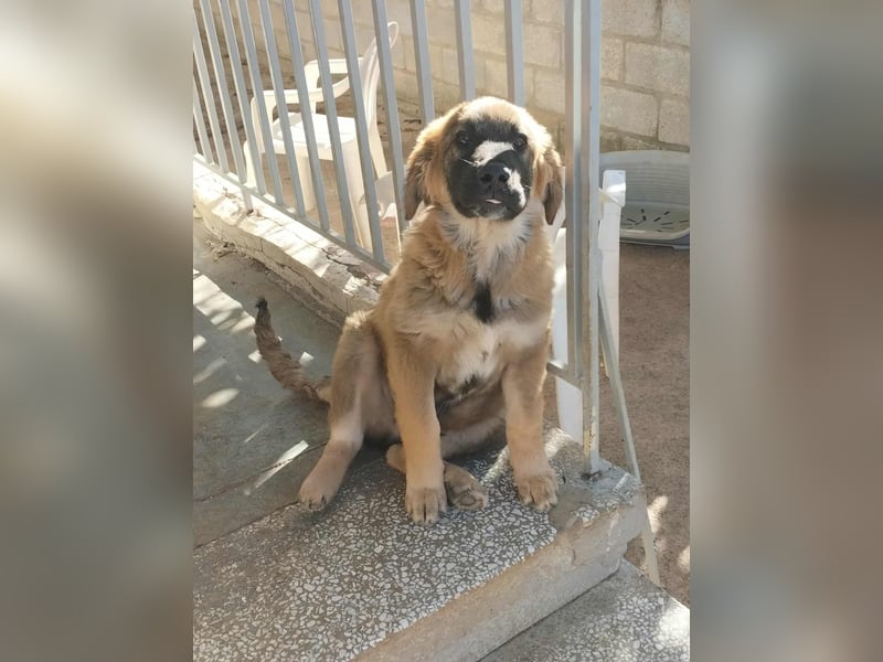 George der gechillte Mischlingsjunge