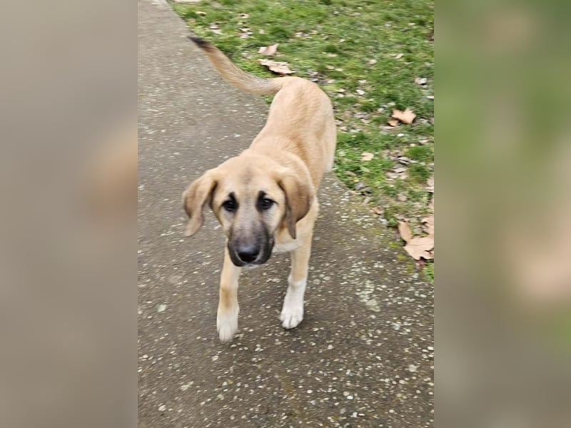 Hübsche Mischlingshündin Brownie