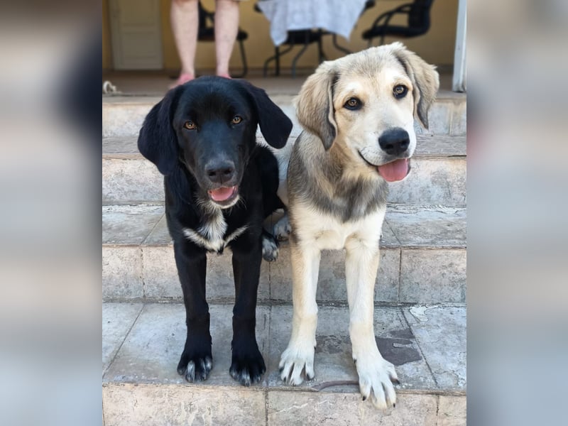 Black Luna - bezaubernder Mix sucht liebevolles Zuhause