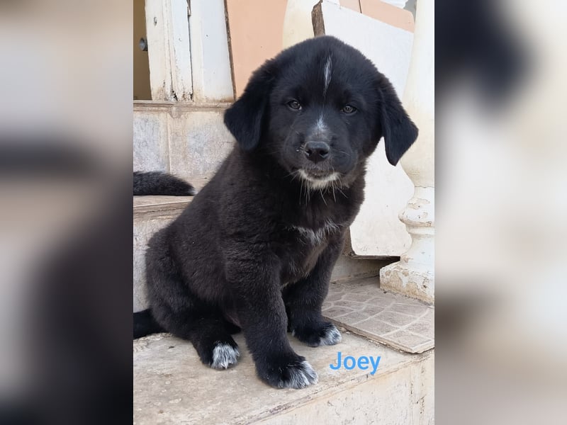 Pfiffikus Joey sucht seine Familie