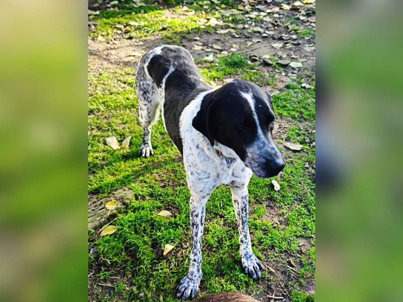 Zarte Pointermix Hündin Aira hofft auf ein Weihnachtswunder