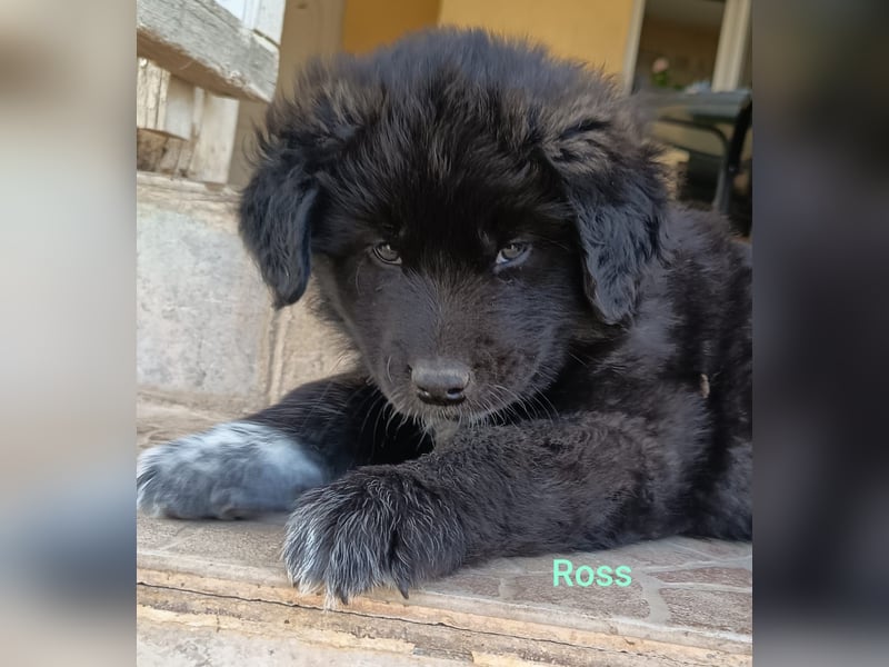 Ross - Rund und gemütlich sucht seine Familie