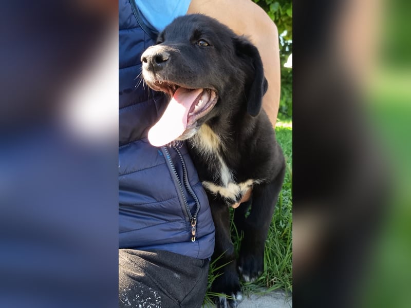 Black Luna - bezaubernder Mix sucht liebevolles Zuhause